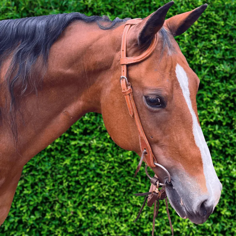 Ezy Ride One Ear Bridle with Stitching