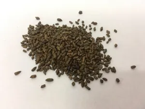 Jue Ming Zi - Sicklepod
