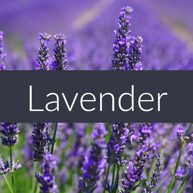 Lavender Essential Oil