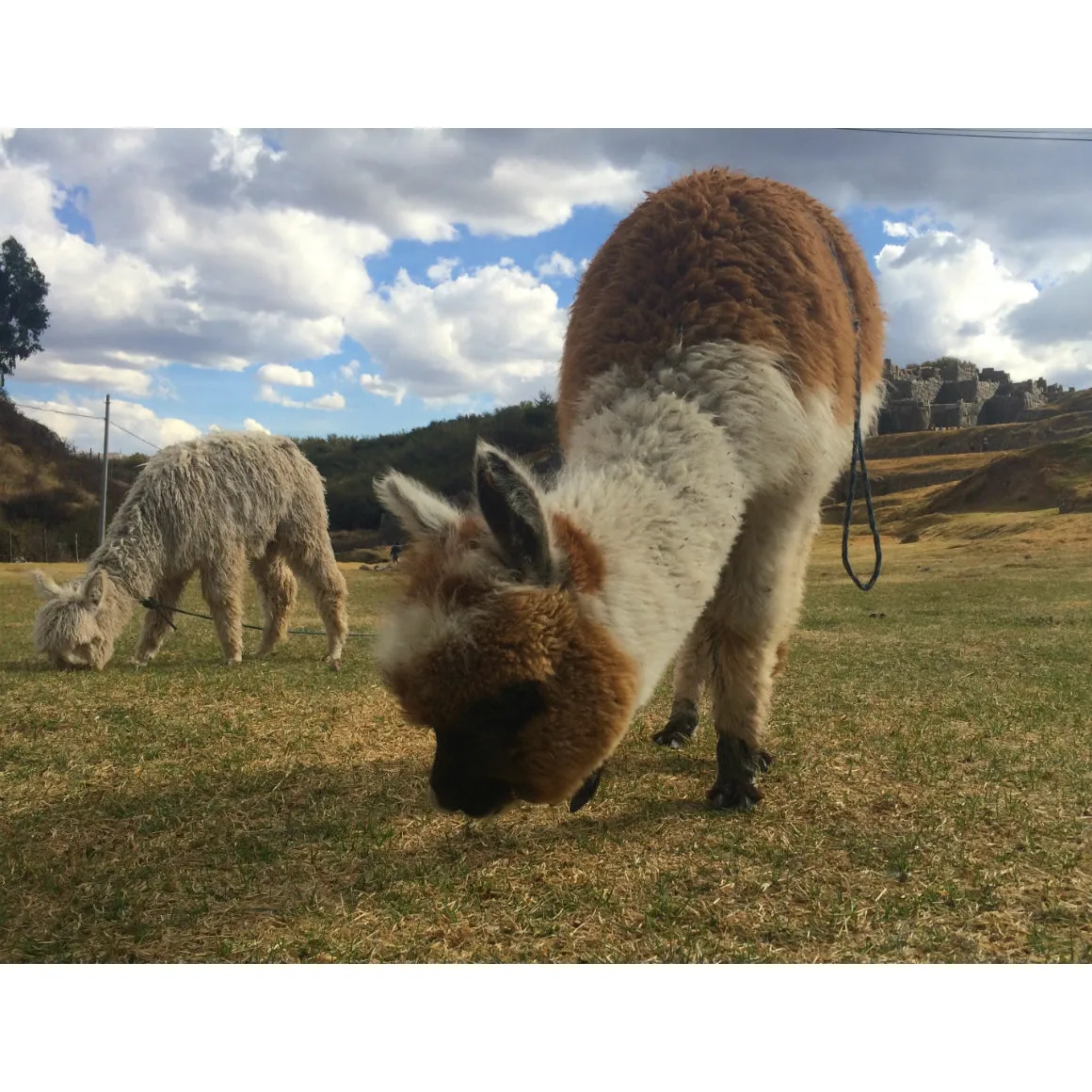 Peru Tote (Limited)