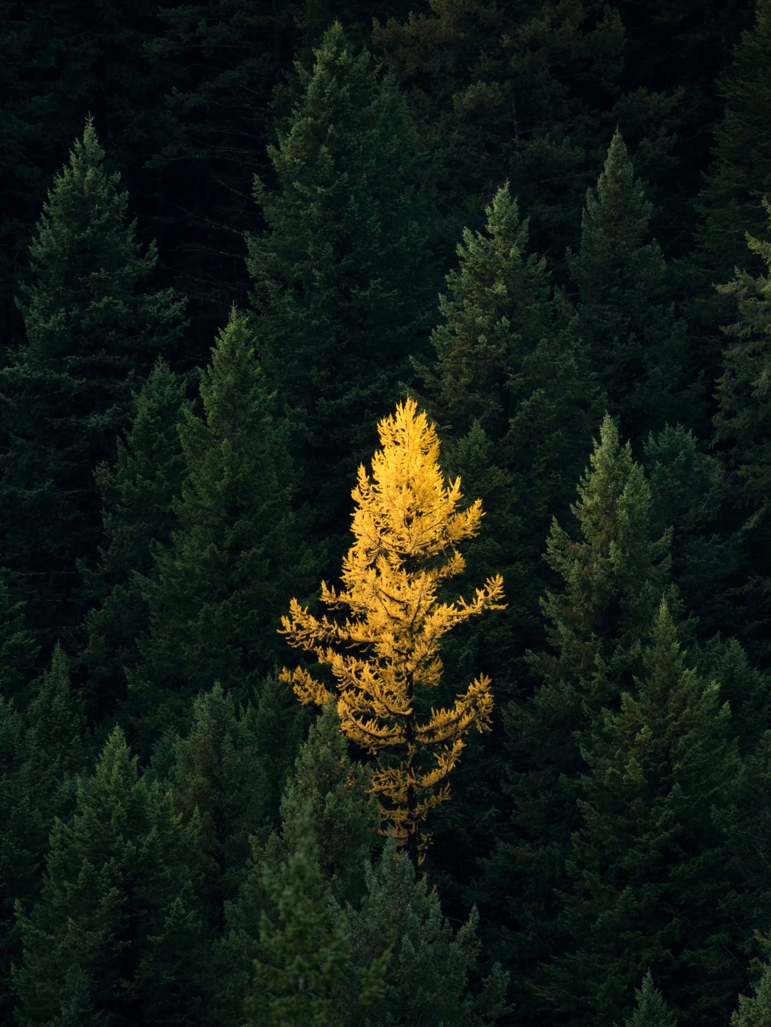 Wallpaper - Lone Tree