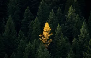 Wallpaper - Lone Tree